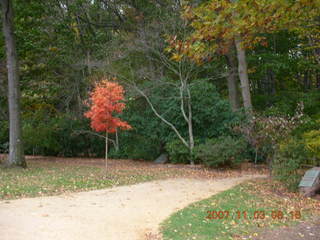 Holmdel Park - foliage