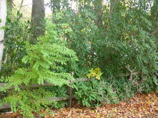 Holmdel Park - foliage - life preserver