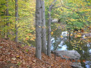 Holmdel Park - foliage