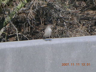 bird at lost dog wash amphitheater