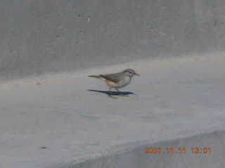 bird at lost dog wash amphitheater