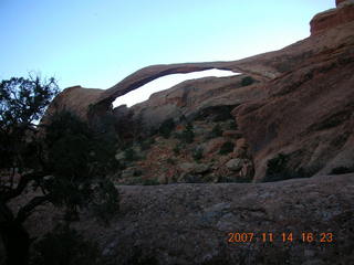 Arches National Park - Devils Garden hike - tree