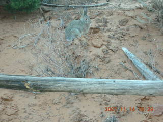 272 6be. Arches National Park - Devils Garden hike - rabbit