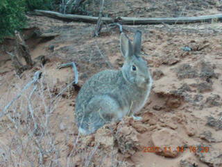 Arches National Park - Devils Garden hike - rabbit