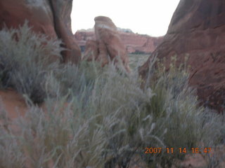 Arches National Park - Devils Garden hike - rabbit