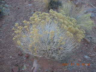 78 6bg. Canyonlands National Park - Lathrop Trail hike