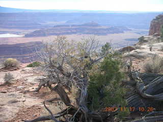 Canyonlands National Park - intricate plant