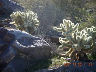 Bell-Windgate hike - glowing cholla cactus