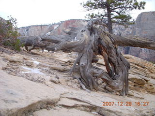 Zion National Park - West Rim trail - lichens and moss