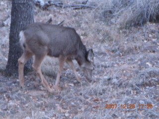 Zion National Park - Angels Landing hike - mule deer