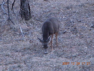 Zion National Park - Angels Landing hike - mule deer