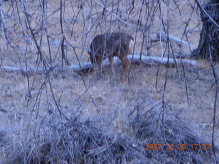 Zion National Park - Angels Landing hike - mule deer