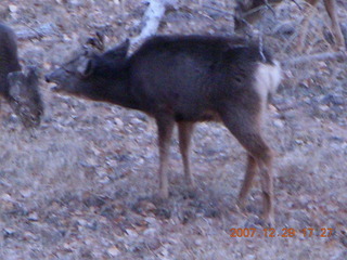 Zion National Park - Angels Landing hike - mule deer