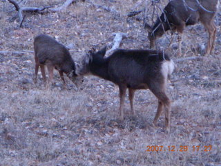 Zion National Park - Angels Landing hike - mule deer