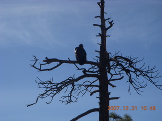 Zion National Park - sunrise Angels Landing hike - condor