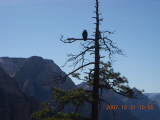 171 6cx. Zion National Park - sunrise Angels Landing hike - condor