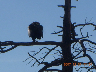 180 6cx. Zion National Park - sunrise Angels Landing hike - condor