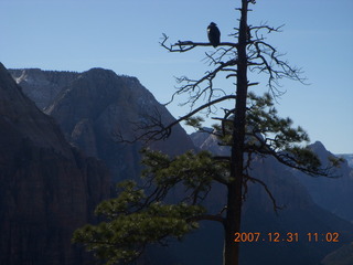 181 6cx. Zion National Park - sunrise Angels Landing hike - condor