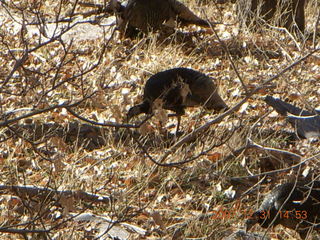 Zion National Park - wild turkeys