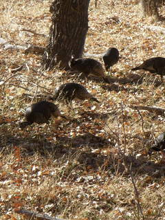 Zion National Park - wild turkeys