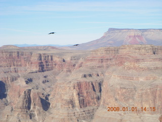 Grand Canyon West - Guano Point - bird