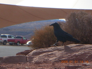 Grand Canyon West - Guano Point - bird up close