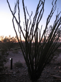 Sonia's pictures - ocotillo cactus at dawn - Lost Dog Wash