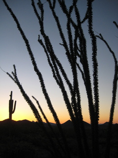 Sonia's pictures - saguaro cactus at dawn - Lost Dog Wash