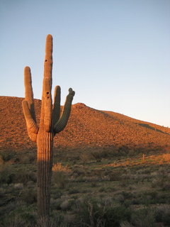 Sonia's pictures - saguaro cactus at dawn - Lost Dog Wash