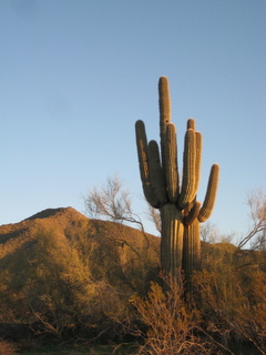 Sonia's pictures - saguaro cactus at sunrise - Lost Dog Wash