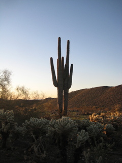 Sonia's pictures - saguaro cactus at sunrise - Lost Dog Wash