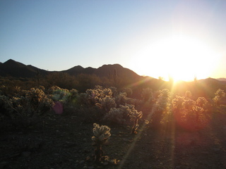 Sonia's pictures - desert at dawn - Lost Dog Wash