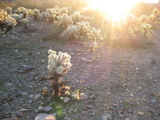 Sonia's pictures - cholla cactus at sunrise - Lost Dog Wash