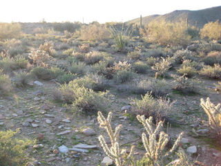 Sonia's pictures - morning desert - Lost Dog Wash