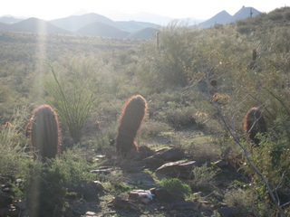 Sonia's pictures - desert at sunrise - Lost Dog Wash