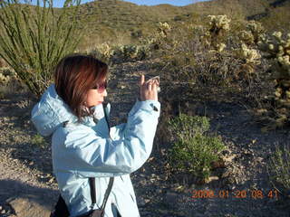 Lost Dog Wash - looking up at saguaro cactus