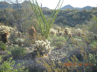 Lost Dog Wash - saguaro close up