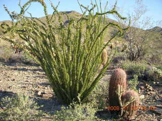 Lost Dog Wash - very green ocotillo