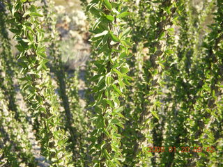 Lost Dog Wash - close-up very green ocotillo