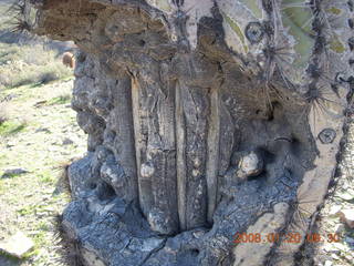 Lost Dog Wash - saguaro cactus 'bones'