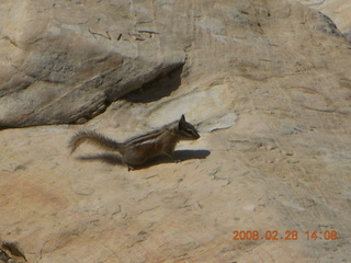 Zion National Park - Angels Landing hike - chipmonk