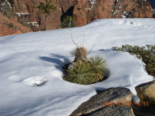 Zion National Park - west rim hike - plants sticking through the snow