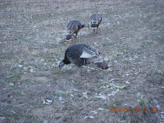 Zion National Park - wild turkeys