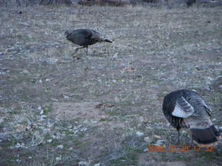 Zion National Park - wild turkeys