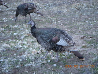 Zion National Park - wild turkeys