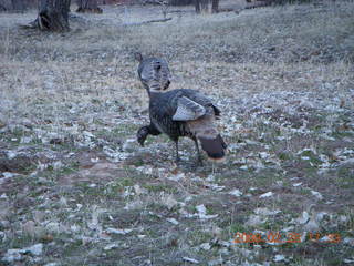 Zion National Park - wild turkeys