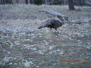 Zion National Park - wild turkeys