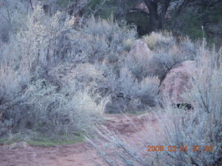 Zion National Park - Watchman hike - mule deer