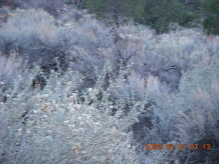 Zion National Park - Watchman hike - mule deer