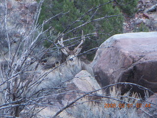 Zion National Park - Watchman hike - mule deer